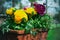 Ranunculus asiaticus or Persian buttercup flowers. Yellow and magenta Ranunculus flowers in the pot, in garden