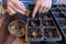 Ranunculus asiaticus or persian buttercup. Woman planting presoaked ranunculus corms into a seed tray.