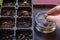 Ranunculus asiaticus or persian buttercup. Woman planting presoaked ranunculus corms into a seed tray. Ranunculus corms.