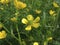 Ranunculus bulbosus in bloom