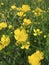 Ranunculus bulbosus in bloom