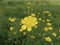 Ranunculus bulbosus  in bloom