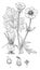 Ranunculus, bulbous, buttercup, perennial, weed, buttercup, Ranunculaceae vintage illustration
