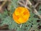 Ranunculus creeping lonely flower in the center of the photo on a blurred background. Color gradient from yellow to