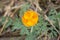 Ranunculus creeping lonely flower in the center of the photo on a blurred background. Flower Petals Striped Yellow
