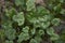 Ranunculus ficaria leaves