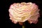 Ranunculus flower closeup