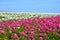 Ranunculus Flower Field