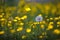 Ranunculus flowers and dandelion in the countryside