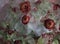 Ranunculus flowers ice background