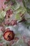 Ranunculus flowers ice background