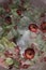 Ranunculus flowers ice background