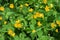 Ranunculus Lanuginosus Woolly Buttercup Flowers