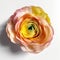 Ranunculus Lying Closeup Flower Design Milk Technology Review Paper Spectrum Vibrancy Fructose Magazine Tulips Baroque Curls