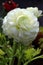 Ranunculus macro