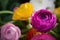 Ranunculus, one bright bright ultra violet flower on the background of defocused flowers in garden