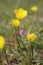 Ranunculus paludosus - wild flower