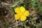 Ranunculus paludosus - wild flower
