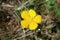 Ranunculus paludosus - wild plant