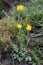 Ranunculus paludosus - wild plant