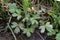 Ranunculus paludosus - wild plant