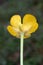 Ranunculus paludosus - wild plant