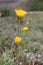 Ranunculus paludosus - wild plant