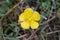 Ranunculus paludosus - wild plant