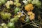 Ranunculus penicillatus - Wild plant shot in the spring