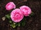 Ranunculus Pink