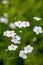 Ranunculus platanifolius growing in mountains