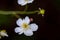 Ranunculus platanifolius growing in mountains