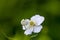 Ranunculus platanifolius growing in mountains