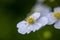 Ranunculus platanifolius growing in mountains