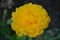 Ranunculus Pon Pon Luna Yellow, Persian buttercup flowers