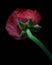 Ranunculus red flower buttercup with water drops on isolated black background