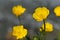 Ranunculus repens flower close up