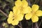 Ranunculus yellow buttercups with filies