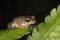 Raorchestes Dubois  bush frog on leaf seen at Munnar,Kerala,India