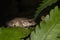 Raorchestes Dubois  bush frog on leaf seen at Munnar,Kerala,India