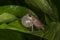 Raorchestes griet bush frog calling seen at Munnar,Kerala,India