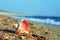 Rapa whelk shell on a sea beach close up