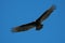 Rapacious flying, Isla juan Venado, Nicaragua