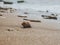 Rapan Seashell And Sea stones In The Sand On The Seashore In Backlight . Summer Concept. Wallpaper. High Quality