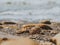 Rapan Seashell And Sea stones In The Sand On The Seashore In Backlight . Summer Concept. Wallpaper. High Quality