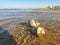 Rapana, Muricidae. predatory marine gastropod mollusks. A warm summer morning on the coast of the Black sea