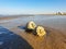 Rapana, Muricidae. predatory marine gastropod mollusks. A warm summer morning on the coast of the Black sea