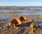 Rapana, Muricidae. predatory marine gastropod mollusks. A warm summer morning on the coast of the Black sea