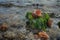 Rapana shells at low tide the sea after Chan