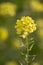 rapaseed (Brassica napus) flower